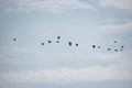 A flock of flying peewits, or northern lapwings, forming a curved line against the blue sky. Daylight, white clouds, summertime. Royalty Free Stock Photo