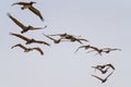 Flock of flying pelicans against clear blue sky background Royalty Free Stock Photo