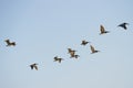 Flock of flying pelicans against clear blue sky background Royalty Free Stock Photo