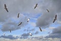 Flock of flying pelicans on blue sky. It`s a Pink-backed pelican ,Pelecanus rufescens in Saloum Senegal. It is bird