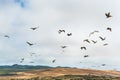 Flock of flying pelicans, cloudy sky on background