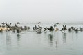 Flock of flying pelicans, foggy river, California