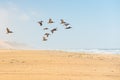 Flock of flying pelicans, sand dunes, and cloudy sky on background, California