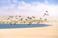 Flock of flying pelicans, sand dunes, and cloudy sky on background