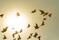 Flock of flying pigeon bird against sun light sky Royalty Free Stock Photo