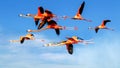 A flock of flying pink flamingos on the background of bright bare sky with clouds.
