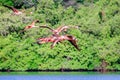Flock of flying pink flamingos over Guanaroca lake, cear Cienfuegos, Cuba