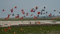 a flock of flying red ibis and Orinoco Royalty Free Stock Photo