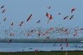 a flock of flying red ibis and Orinoco Royalty Free Stock Photo