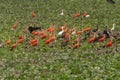a flock of flying red ibis and Orinoco Royalty Free Stock Photo