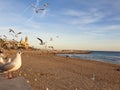 Flock of flying seagulls on the beach of Sitges Royalty Free Stock Photo