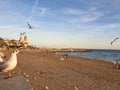 Flock of flying seagulls on the beach of Sitges Royalty Free Stock Photo