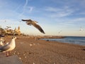 Flock of flying seagulls on the beach of Sitges Royalty Free Stock Photo