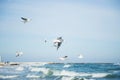 Flock of flying seagulls in blue sky under sea waves Royalty Free Stock Photo