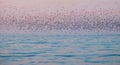 Flock of flying seagulls over the calm blue sea with color sunset sky background Royalty Free Stock Photo