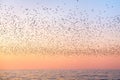 Flock of flying seagulls over the sea with color sunset sky background Royalty Free Stock Photo