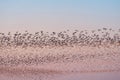 Flock of flying seagulls in the sunset sky Royalty Free Stock Photo