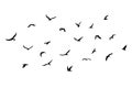 A flock of flying silhouette birds. Black on white background. Vector Royalty Free Stock Photo