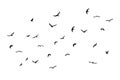 A flock of flying silhouette birds. Black on white background. Vector Royalty Free Stock Photo