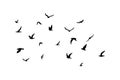 A flock of flying silhouette birds. Black on white background. Vector Royalty Free Stock Photo