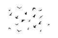 A flock of flying silhouette birds. Black on white background. Vector Royalty Free Stock Photo