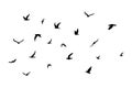 A flock of flying silhouette birds. Black on white background. Vector Royalty Free Stock Photo