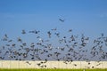 Flock of flying speed racing pigeon , group of flying pigeon against beautiful sky