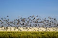 Flock of flying speed racing pigeon , group of flying pigeon against beautiful sky