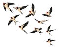 A flock of flying swallows. Vector illustration of cartoon swallows for children. Color drawing flocks of birds.