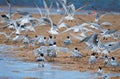 Flock of flying terns Royalty Free Stock Photo