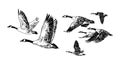 Flock of flying wild geese. Hand drawn sketch style vector. Royalty Free Stock Photo