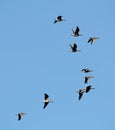 Flock of flying wild Greater white-fronted geese Anser albifrons against blue sky