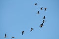 Flock of flying wild Greater white-fronted geese Anser albifrons against blue sky