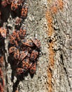 Forest cockroaches on the bark of a tree