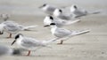 Forster`s Tern seagull on Hilton Head Island Beach, South Carolina Royalty Free Stock Photo