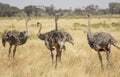 Flock of four female Somali ostriches, Struthio camelus molybdophanes, in tall grass of the northern Kenya savannah with landscape