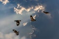 A flock of four mynas are flying in the dramatic sky Royalty Free Stock Photo