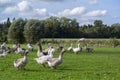 Flock of free-range geese on the pasture in an organic farm under a blue sky with clouds, animal concept for species-appropriate