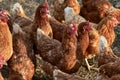 Flock of free range hens on organic chicken farm Royalty Free Stock Photo