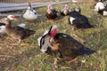 The flock of free range turkeys Royalty Free Stock Photo