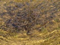 Flock of freshwater trout