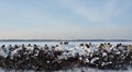 A flock of frozen sparrows on the shrubs on the banks of the icy river.