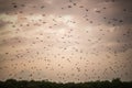 A flock of fruit bats in the sunset sky. The small flying fox, island flying fox or variable flying fox Pteropus hypomelanus, Royalty Free Stock Photo