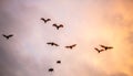 A flock of fruit bats in the sunset sky. Royalty Free Stock Photo