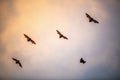 A flock of fruit bats in the sunset sky. The small flying fox, island flying fox or variable flying fox Pteropus hypomelanus, Royalty Free Stock Photo