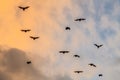 A flock of fruit bats in the sunset sky. The small flying fox, island flying fox or variable flying fox Pteropus hypomelanus, Royalty Free Stock Photo