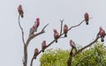 Flock of galah pink and grey cockatoos in tree mainland australia