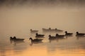 Flock of Geese Royalty Free Stock Photo