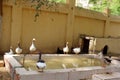 A flock of Geese around water basin in Abouel oyoun mosque and house backyard in Assiut