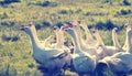 A flock of geese on a background of green grass Royalty Free Stock Photo